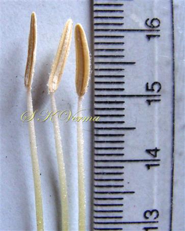  Stamens